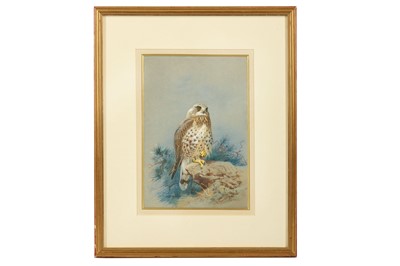 Lot 201 - Thorburn (Archibald) Sparrowhawk, original...