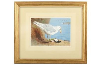 Lot 202 - Thorburn (Archibald) Glaucous Gull, original...