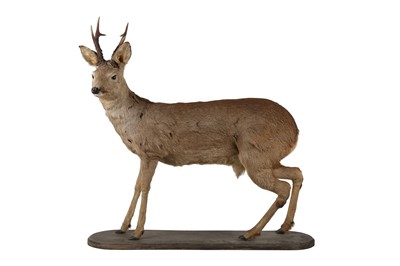 Lot 341 - A taxidermy roe deer, with antlers, on a...