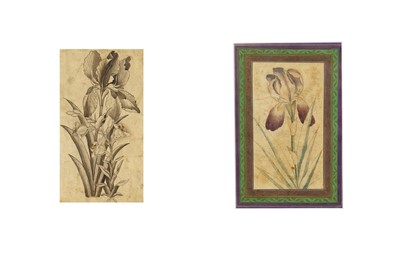 Lot 208 - *TWO QAJAR DRAWINGS OF IRISES PROPERTY FROM AN...