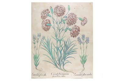 Lot 478 - Besler (Basilius) Lavenduala flore albo /...